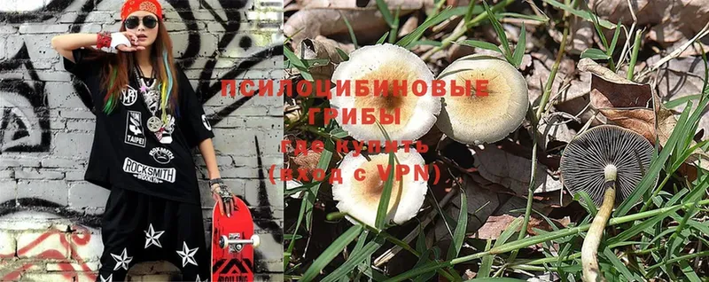 Псилоцибиновые грибы Psilocybine cubensis  закладки  Мирный 